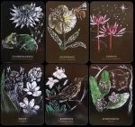 Flowers of the Night Oracle