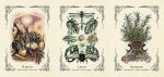 The Green Witch's Oracle Deck: Embrace The Wisdom And Insight Of Natural Magic