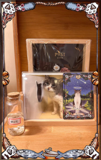 Save Cats Tarots Limited Edition