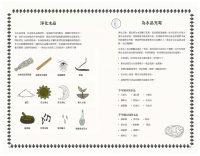 新手魔法手冊：藥草、水晶、儀式、占卜、塔羅⋯⋯你的第一本靈性指引 (MÁgicas: Guía Ilustrada De Magia)