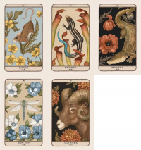 森林守護者神諭卡：52張結合動物與植物的牌卡，為你清楚指引人生方向 (Woodland Wardens: A 52-Card Oracle Deck & Guidebook)